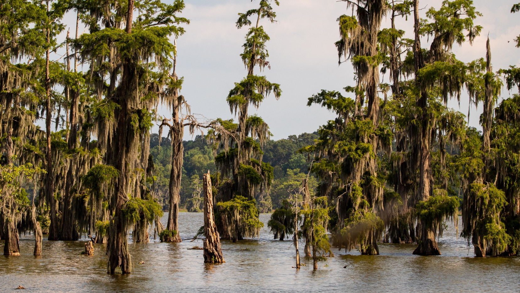 Cypress trees at Lake Martin, LA