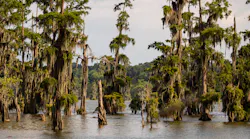 Cypress trees at Lake Martin, LA