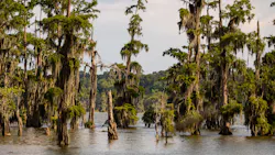 Cypress trees at Lake Martin, LA Cypress trees at Lake Martin, LA