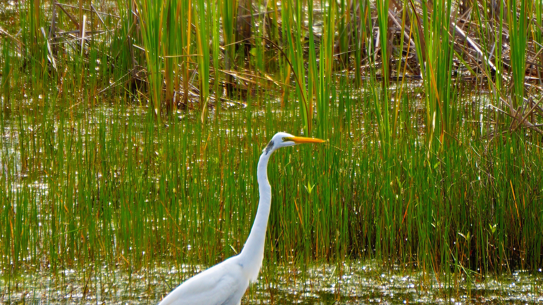 A wetland in Virginia.