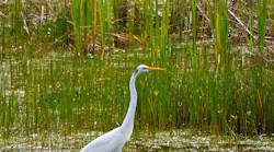 A wetland in Virginia.