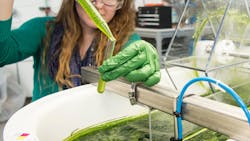 Intern taking algae samples from the Field Test Laboratory Building in Colorado Intern taking algae samples from the Field Test Laboratory Building in Colorado