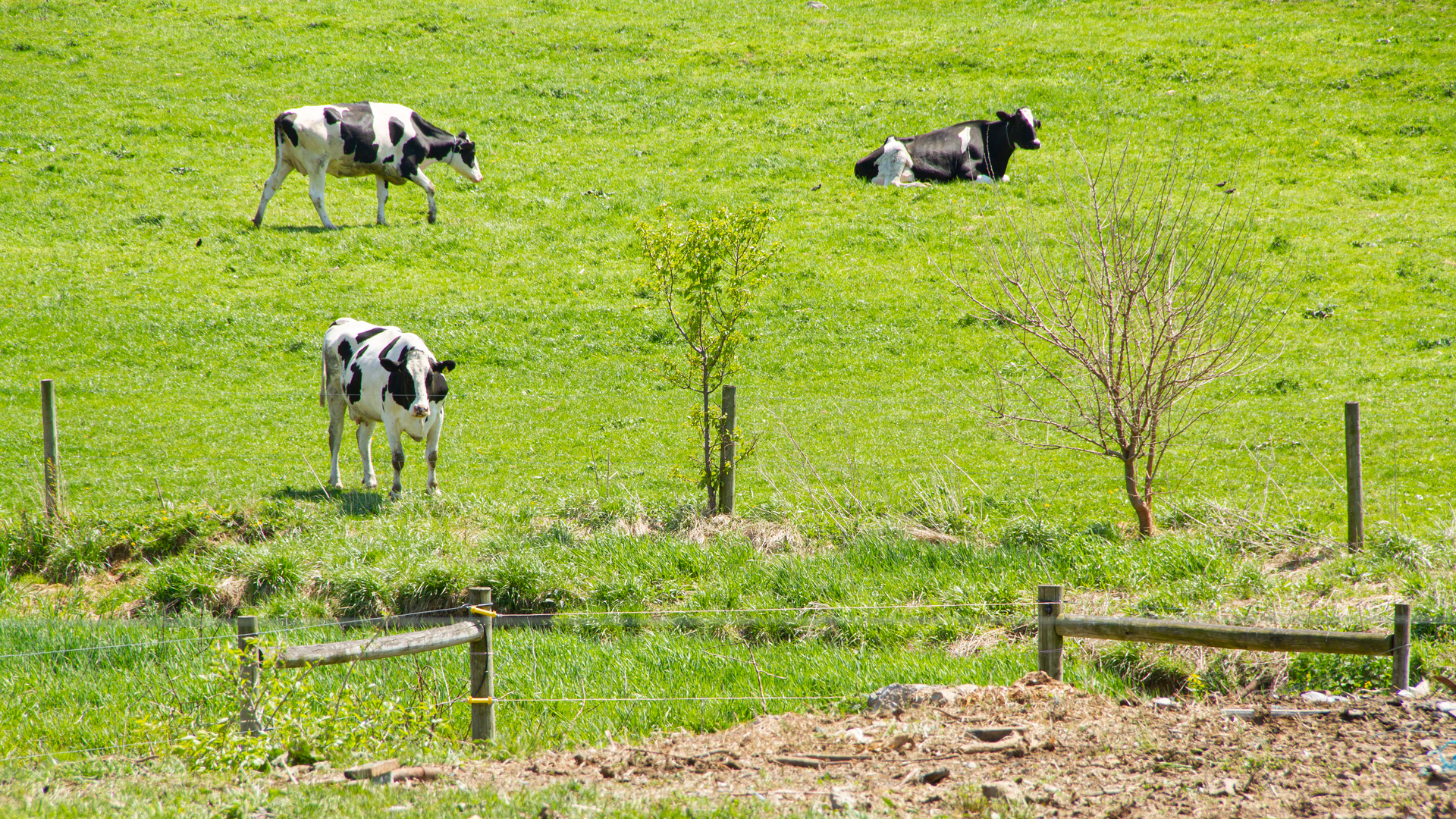 A dairy farm associated with the partnership's dairy supply chain.