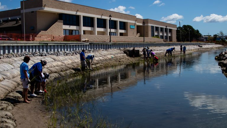 Students from Morehead City Middle School and Teacher&rsquo;s Pet participated in planting over 26,000 plugs of smooth cordgrass and saltmeadow along the Carteret Community College&rsquo;s Bogue Sound shoreline.