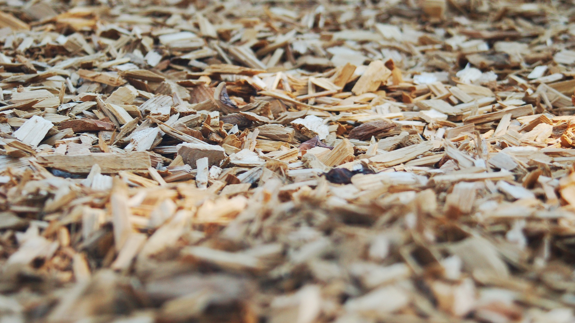 Bark 4977397 1920 60bf951a57d90