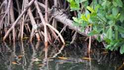 Mangrove roots in the Florida Keys. Mangrove roots in the Florida Keys.