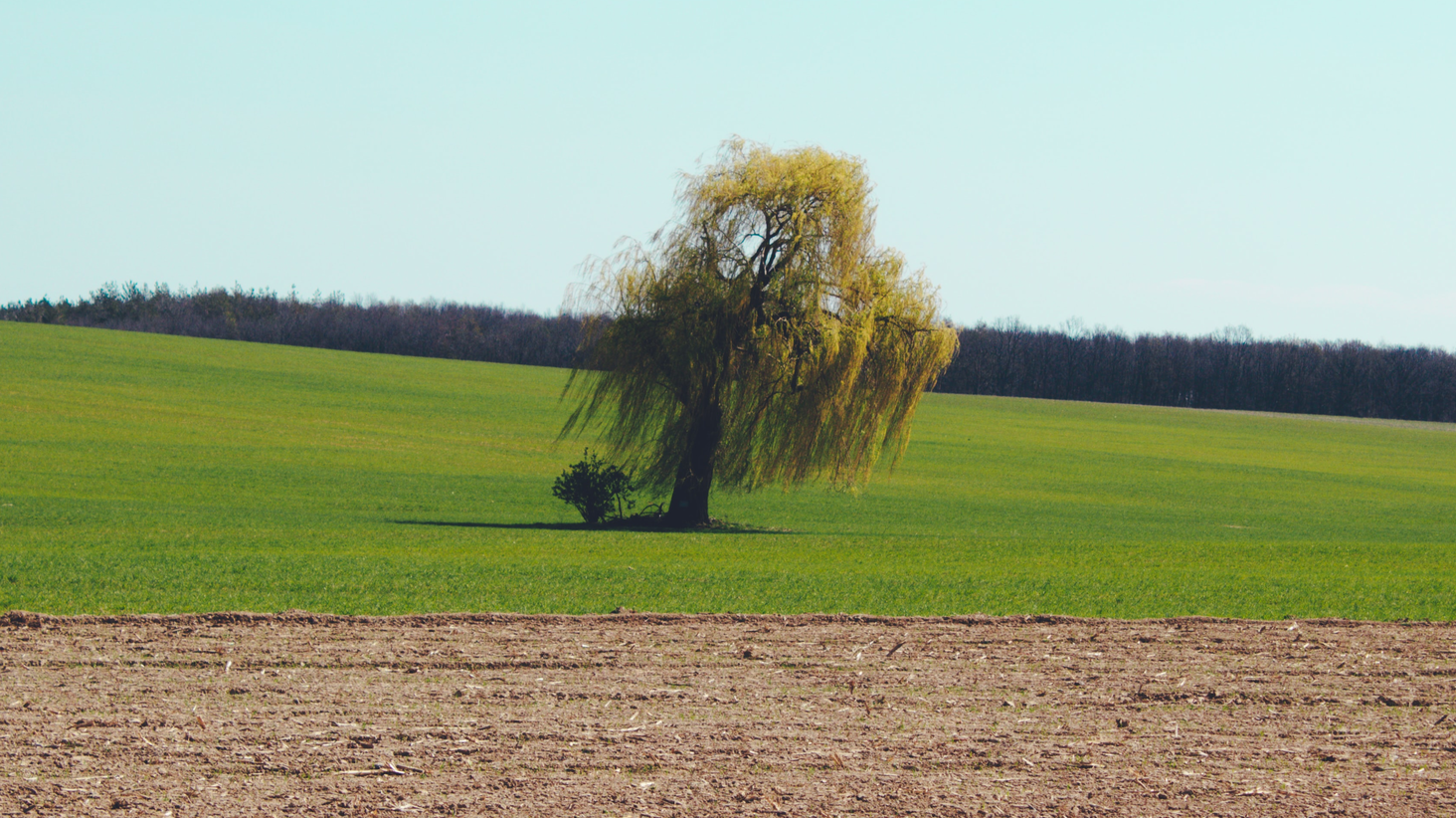 Study finds willow trees absorb nitrogen, produce biofuel Stormwater