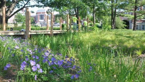 The Red Oak Rain Garden on the campus of University of Illinois soaks up rainwater, enhances the campus and community aesthetic and educational experience, and promotes well-being for everyone who visits.