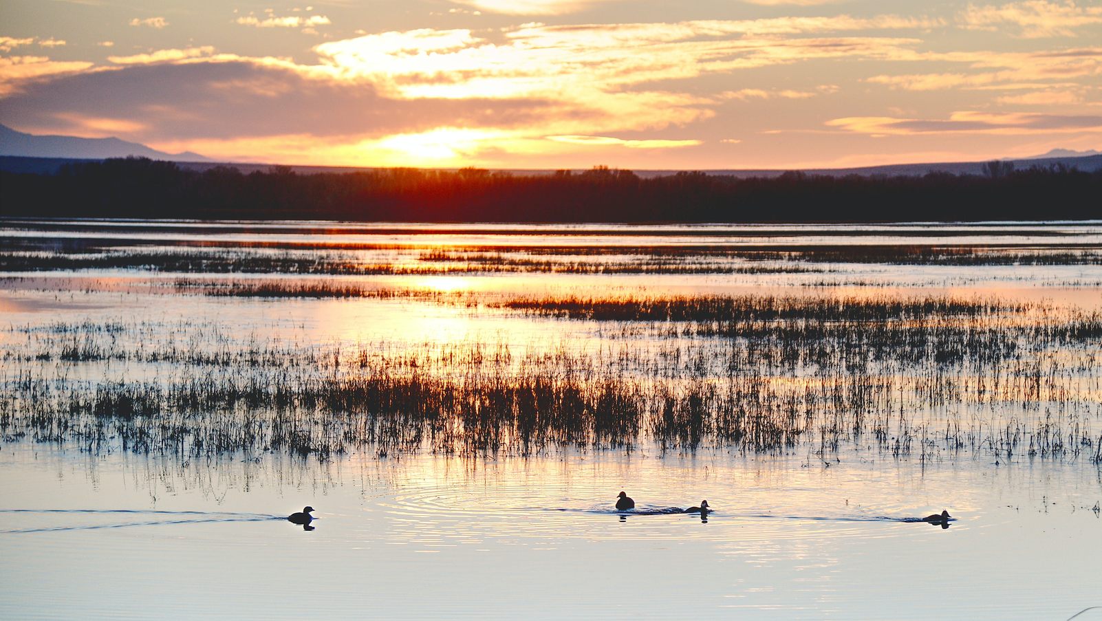 The sunset at Boque Del Apache Wildlife Refuge in San Antonio, Texas.