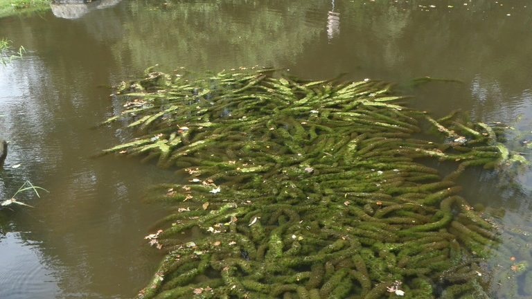 Submerged weeds quietly spread under the surface if left unattended.