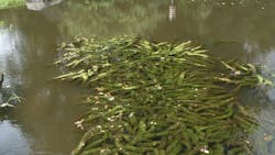 Submerged weeds quietly spread under the surface if left unattended. Submerged weeds quietly spread under the surface if left unattended.