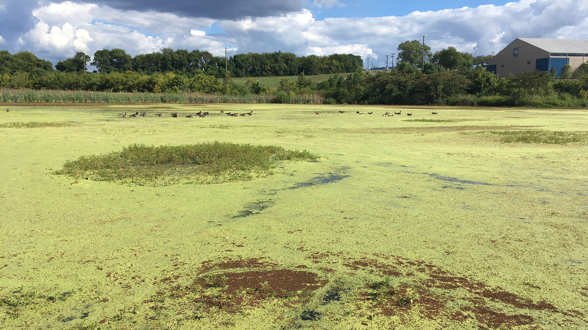The TSU wetland becomes stagnant between storms and is soon covered in algae, aquatic macrophytes and duckweed. (Geese swimming in the distance.)