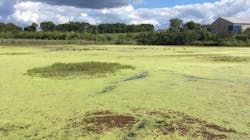 The TSU wetland becomes stagnant between storms and is soon covered in algae, aquatic macrophytes and duckweed. (Geese swimming in the distance.) The TSU wetland becomes stagnant between storms and is soon covered in algae, aquatic macrophytes and duckweed. (Geese swimming in the distance.)
