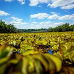 Floating weeds can quickly spread across the water's surface and drift into nearby waterways. Floating weeds can quickly spread across the water's surface and drift into nearby waterways.