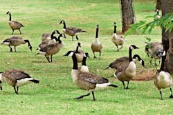 Canada geese can carry a number of diseases and bacteria in their fecal matter. Canada geese can carry a number of diseases and bacteria in their fecal matter.
