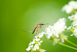 Mosquitos come out in force between dusk and dawn, and they can carry a variety of harmful diseases. Mosquitos come out in force between dusk and dawn, and they can carry a variety of harmful diseases.