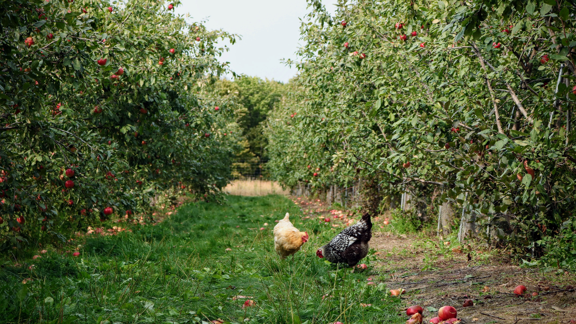 An apple farm; Washington has been the nation's leading apple producer since the 1920s. The nutrient runoff regulation of the state's agriculture, however, may be lacking.