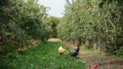 An apple farm; Washington has been the nation's leading apple producer since the 1920s. The nutrient runoff regulation of the state's agriculture, however, may be lacking. An apple farm; Washington has been the nation's leading apple producer since the 1920s. The nutrient runoff regulation of the state's agriculture, however, may be lacking.