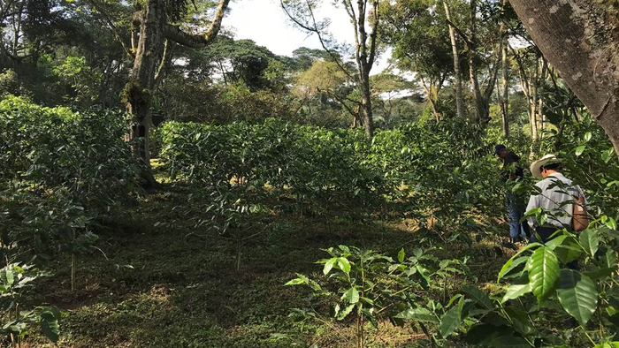 This shade-grown coffee farm in Veracruz could be eligible for PHS (payments for hydrological services) funds in exchange for the farmer to keep trees on the land, according to University of Illinois research.