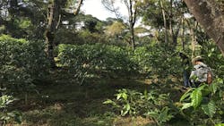 This shade-grown coffee farm in Veracruz could be eligible for PHS (payments for hydrological services) funds in exchange for the farmer to keep trees on the land, according to University of Illinois research. This shade-grown coffee farm in Veracruz could be eligible for PHS (payments for hydrological services) funds in exchange for the farmer to keep trees on the land, according to University of Illinois research.