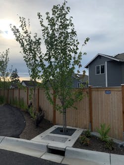 Oldcastle's BioPod installation with a regionally appropriate tree. Oldcastle's BioPod installation with a regionally appropriate tree.