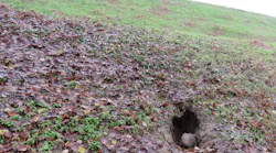 Animals such as porcupines that make their dens in the walls of levees can weaken the infrastructure to the point of collapse and flooding, according to the new research.