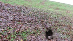 Animals such as porcupines that make their dens in the walls of levees can weaken the infrastructure to the point of collapse and flooding, according to the new research. Animals such as porcupines that make their dens in the walls of levees can weaken the infrastructure to the point of collapse and flooding, according to the new research.