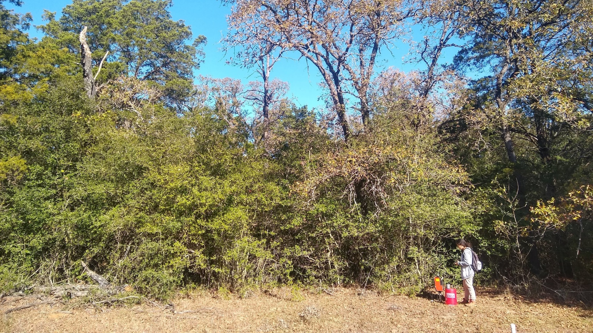 Texas A&M University geoscience undergraduate student Chelsea Parada sets up a neutron probe for soil moisture measurements. Woody thickets like this one could be inhibiting water recharge in the Carrizo-Wilcox Aquifer. (Texas A&M AgriLife photo by Shishir Basant)