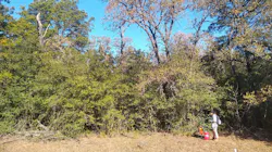 Texas A&M University geoscience undergraduate student Chelsea Parada sets up a neutron probe for soil moisture measurements. Woody thickets like this one could be inhibiting water recharge in the Carrizo-Wilcox Aquifer. (Texas A&M AgriLife photo by Shishir Basant)