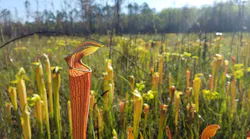 Hydrophytic vegetation is one of three factors addressed using the ADS.