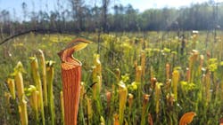 Hydrophytic vegetation is one of three factors addressed using the ADS. Hydrophytic vegetation is one of three factors addressed using the ADS.