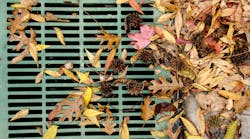 In the Midwest, the majority of the phosphorus loads entering storm drains come from fallen leaves, which land in the street, get run over by cars, and create a byproduct that leaches into waterways.