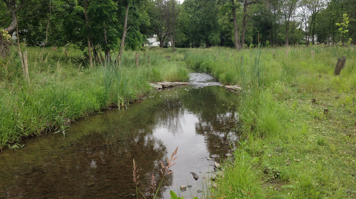 The grassy, open banks of the restored stream above allow lots of sunlight to reach slow-moving headwaters, which helps to absorb and reduce nitrogen loads.