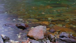 Dreamstime Xxl 6716584 628f7f852fc33 Dreamstime Xxl 6716584 628f7f852fc33