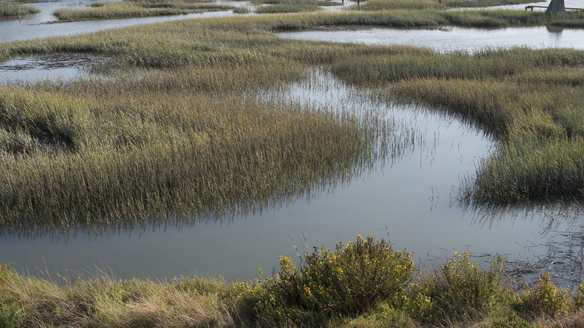 Wetlands of the San Francisco Bay area.