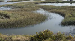 Wetlands of the San Francisco Bay area.