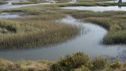 Wetlands of the San Francisco Bay area.