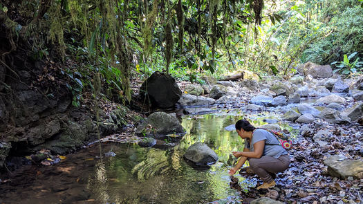 Costa Rican naturalist and Stanford research collaborator Dunia Villalobos examines a river in Las Cruces, Costa Rica.