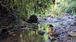 Costa Rican naturalist and Stanford research collaborator Dunia Villalobos examines a river in Las Cruces, Costa Rica.