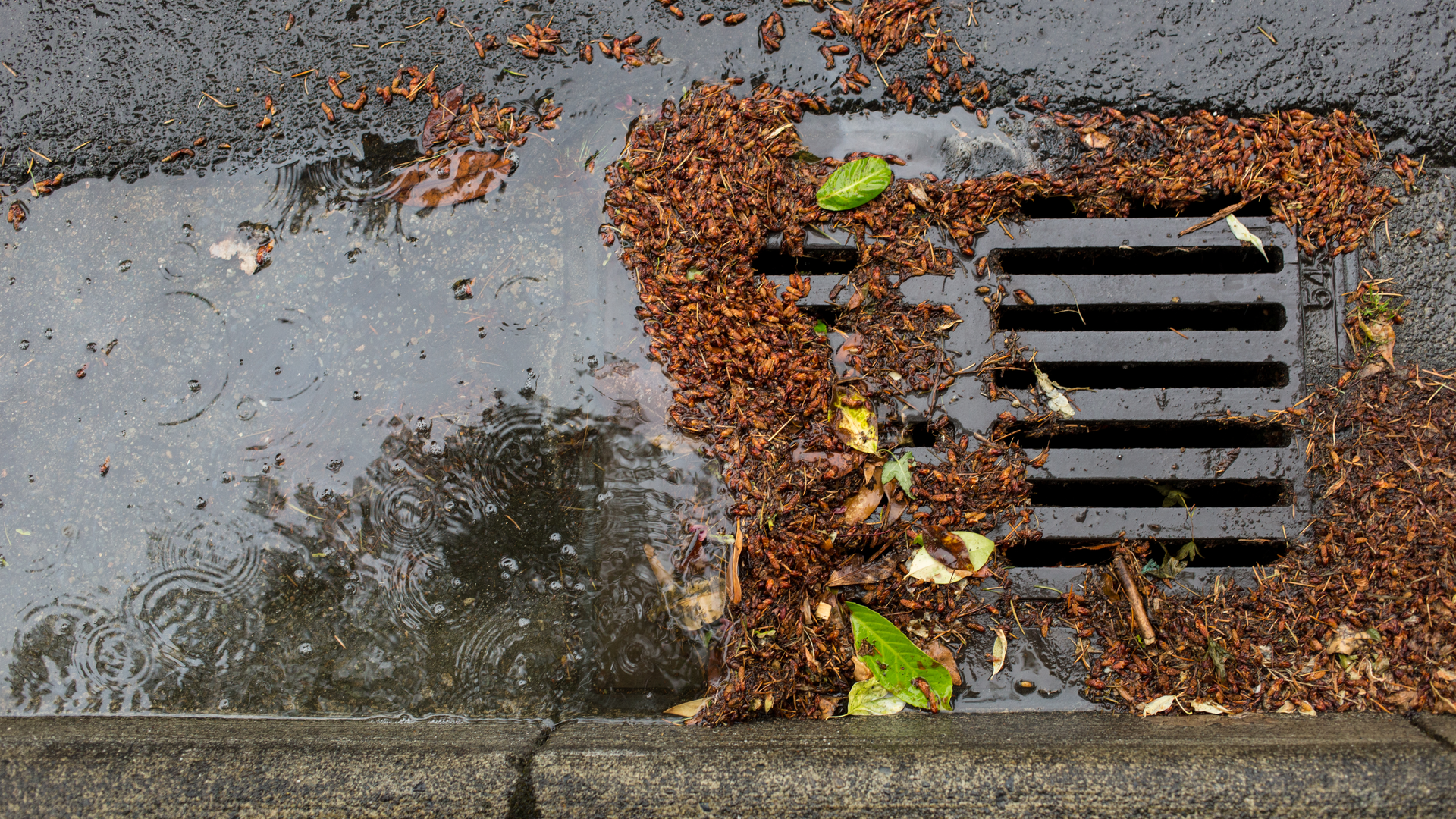 Dreamstime Xxl 71771903 6328a42720273