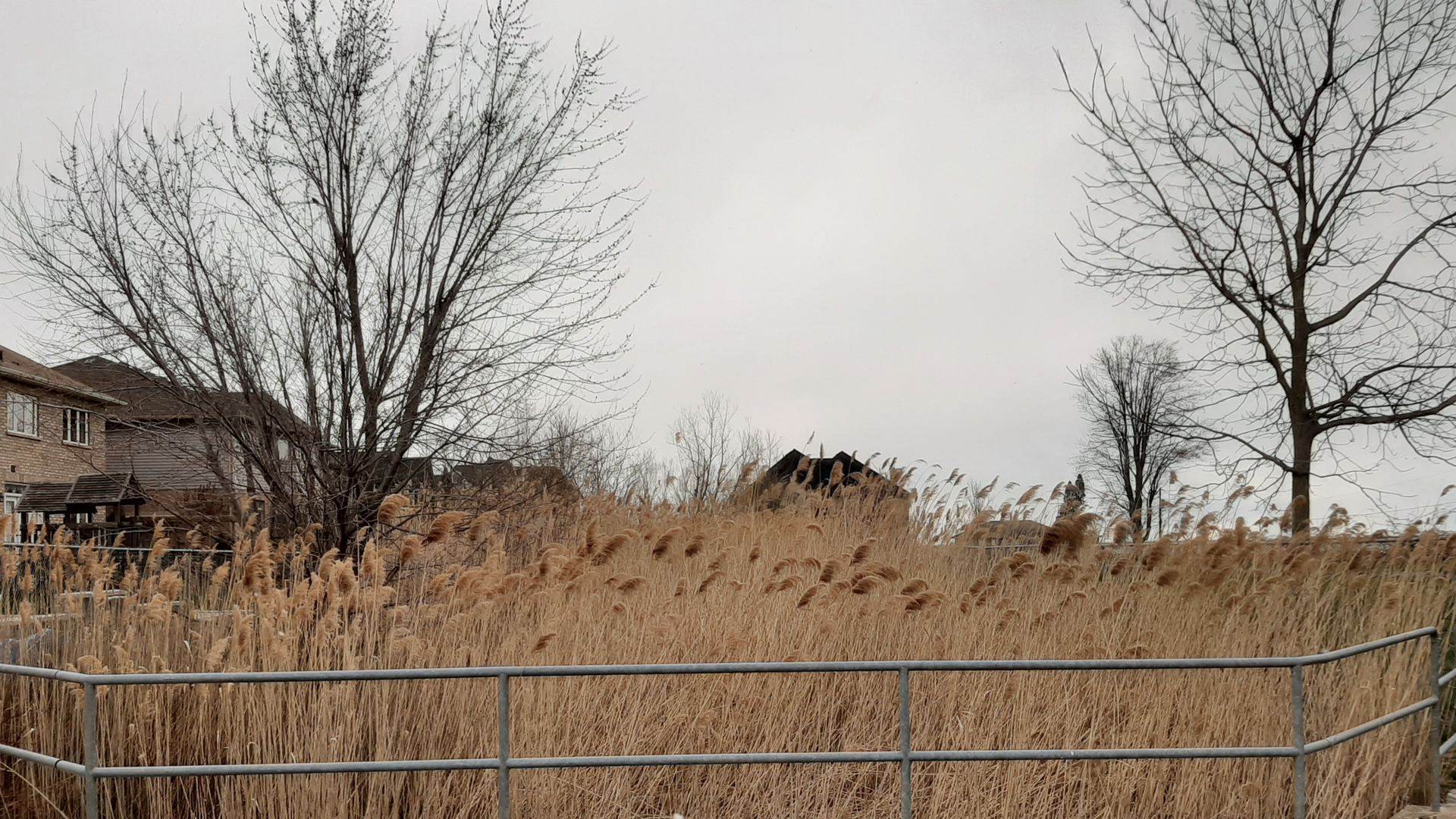 Invasive Phragmites can grow very tall and dense, which clogs drainage channels, outcompetes the more favorable native plant species, and traps excessive sediment in ponds.