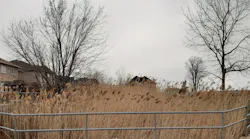 Invasive Phragmites can grow very tall and dense, which clogs drainage channels, outcompetes the more favorable native plant species, and traps excessive sediment in ponds.