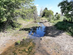 Treatments with the pesticide HabitatAqua are helping remove Phragmites from this creek bank, naturally restoring the area and returning flow to the creek.