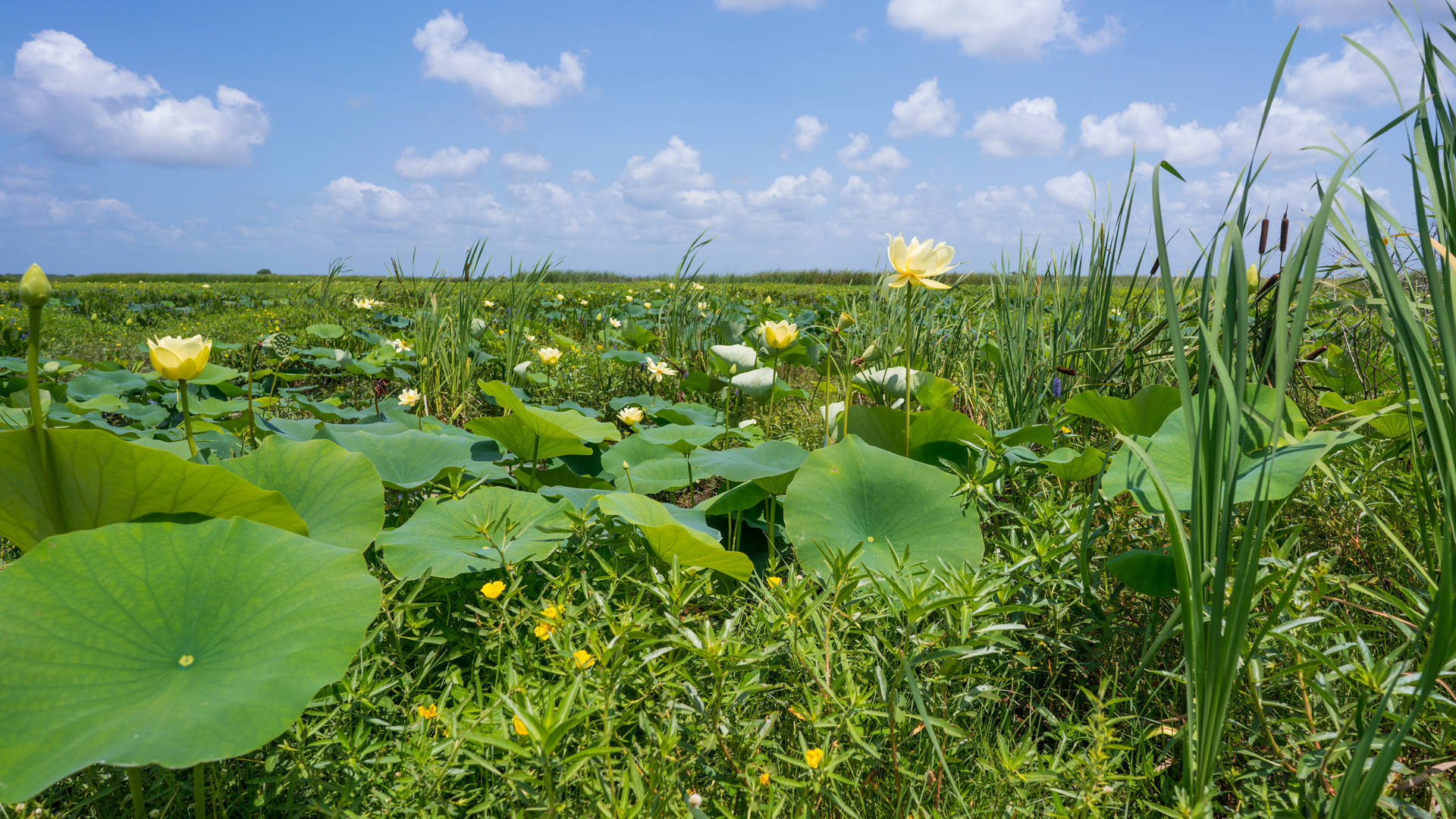 Dreamstime Xxl 118421664 63863b9fd0347