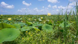 Dreamstime Xxl 118421664 63863b9fd0347 Dreamstime Xxl 118421664 63863b9fd0347