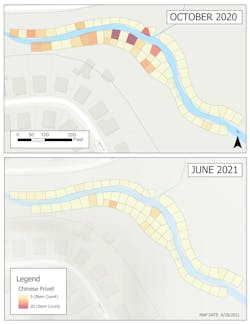 Chinese privet was one of the invasive plant species discovered along Brushy Creek. The prevalence of this invasive plant was greatly reduced with one treatment. Chinese privet was one of the invasive plant species discovered along Brushy Creek. The prevalence of this invasive plant was greatly reduced with one treatment.