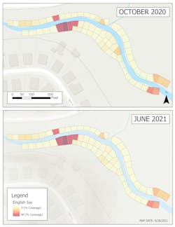 In the Brushy Creek stream restoration project multiple treatments targeted invasive species. This image demonstrates the reduction in prevalence of English ivy after one treatment. In the Brushy Creek stream restoration project multiple treatments targeted invasive species. This image demonstrates the reduction in prevalence of English ivy after one treatment.