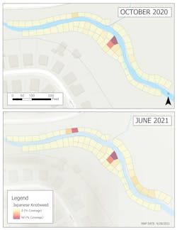 Greenville County found Japanese knotweed along Brushy Creek. This image showcases how resilient the invasive species was after a single. Greenville County found Japanese knotweed along Brushy Creek. This image showcases how resilient the invasive species was after a single.