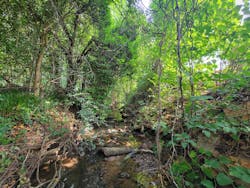 Japanese knotweed grows along the banks of a tributary upstream of Brushy Creek in Greenville County, S.C. Japanese knotweed grows along the banks of a tributary upstream of Brushy Creek in Greenville County, S.C.