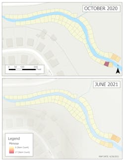 Mimosa is an invasive plant species discovered along Brushy Creek. This photo showcases the reduction of the invasive species after one treatment. Mimosa is an invasive plant species discovered along Brushy Creek. This photo showcases the reduction of the invasive species after one treatment.